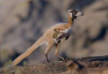 Alnashetri cerropoliciensis