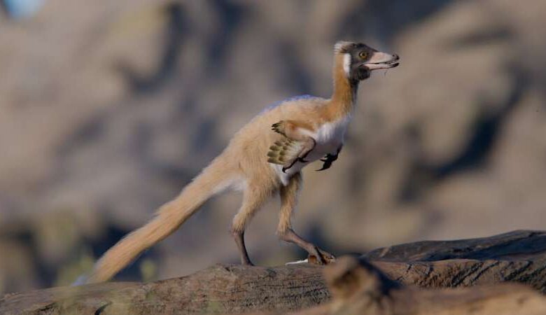 Alnashetri cerropoliciensis