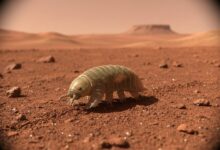 тихоходка на Марсе