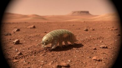 тихоходка на Марсе