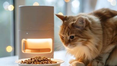 Почему кошка не доедает