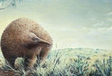 гигантская ехидна Оуэна - Megalibgwilia owenii