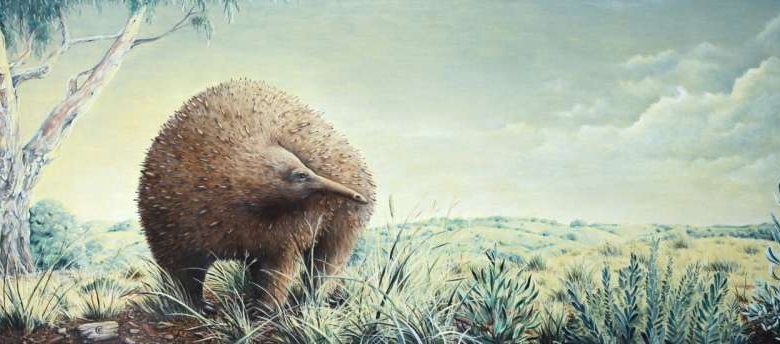 гигантская ехидна Оуэна - Megalibgwilia owenii