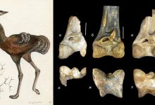 Urmiornis shargensis