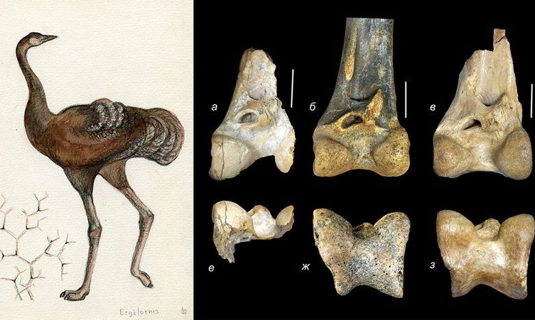Urmiornis shargensis