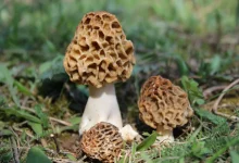 Сморчо́к (Morchella), род шляпочных грибов из отдела аскомицеты.
