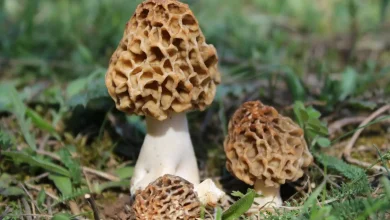 Сморчо́к (Morchella), род шляпочных грибов из отдела аскомицеты.