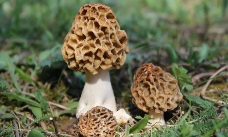 Сморчо́к (Morchella), род шляпочных грибов из отдела аскомицеты.