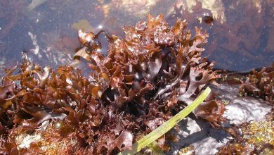 Красные водоросли Chondrus armatus.