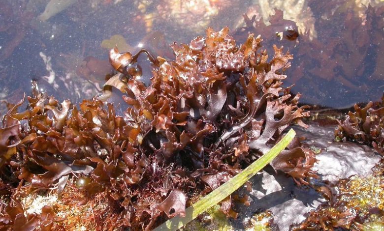 Красные водоросли Chondrus armatus.
