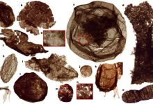 древние окаменелости переписывают историю эукариот