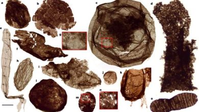 древние окаменелости переписывают историю эукариот