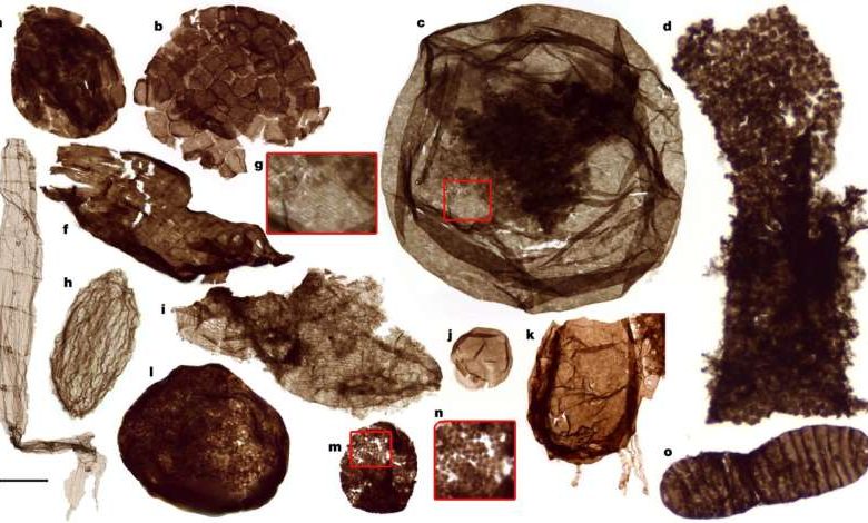 древние окаменелости переписывают историю эукариот