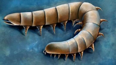 Реконструкция Waukartus muscularis