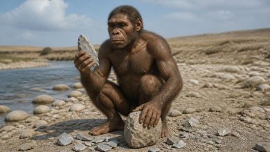 Ранний Homo erectus