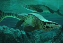Tylosaurus rex