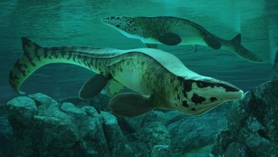 Tylosaurus rex