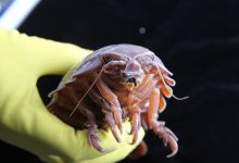 Глубоководный сверхгигантский изопод