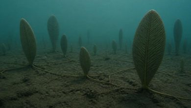 Fractofusus