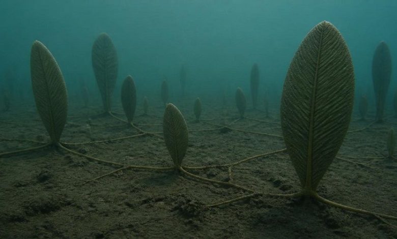 Fractofusus