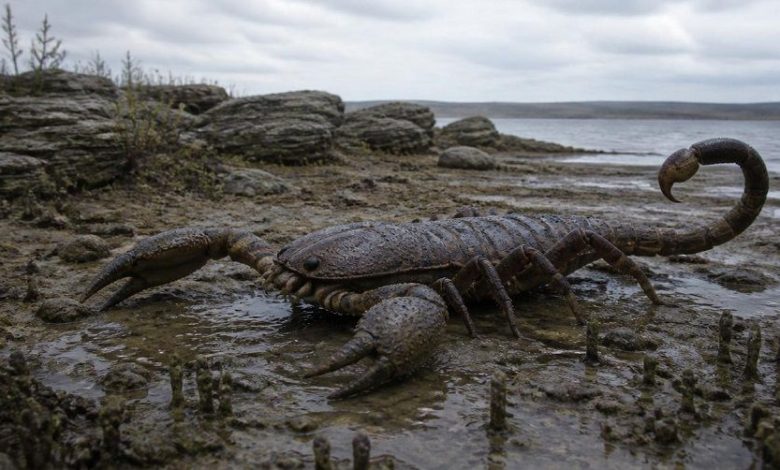 Гигантский доисторический скорпион Praearcturus gigas