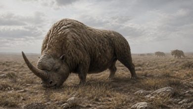 эласмотерий
