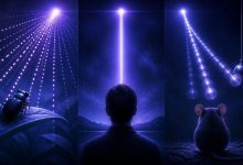 Почему время течет по-разному для разных видов живых существ?