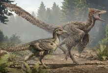 Zhengheornis buyu