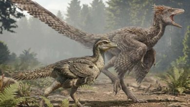 Zhengheornis buyu