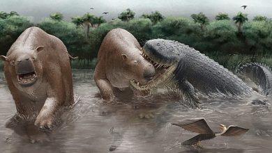 Реконструкция нападения Purussaurus neivensis на Pericotoxodon platignathus