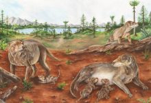 Chiniquodon theotonicus