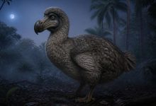 Маврикийский дронт, или додо (лат. Raphus cucullatus)