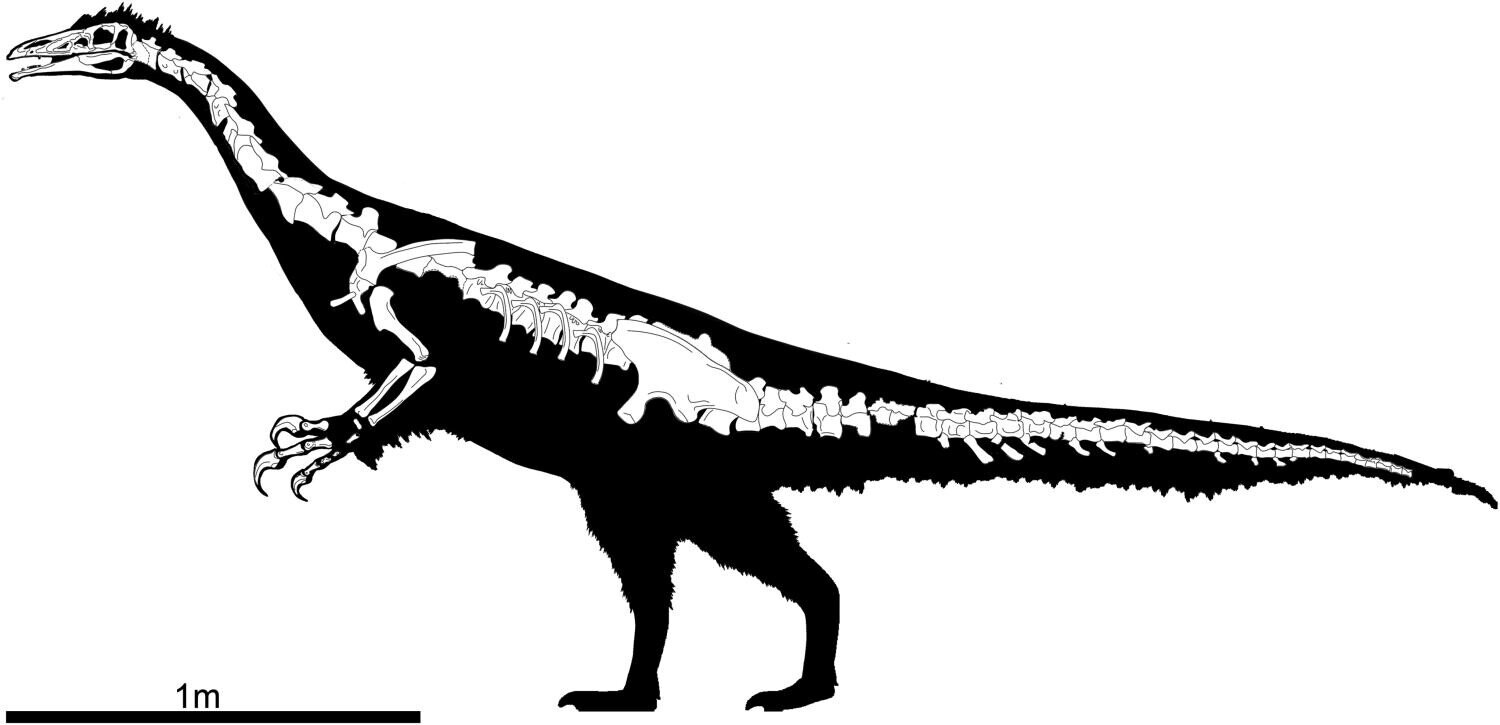 Схема скелета Kayrasaurus changliensis в боковой проекции.