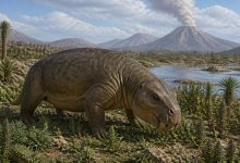 Dinodontosaurus isiyavamanda