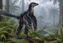 Norellraptor barsboldi пернатый динозавр микрорапторин