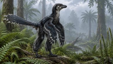 Norellraptor barsboldi пернатый динозавр микрорапторин