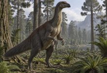 Теризинозавр Kayrasaurus changliensis