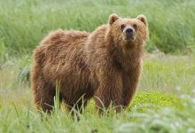 Бурый медведь (лат. Ursus arctos)