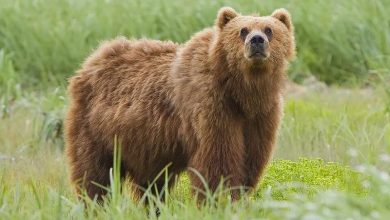 Бурый медведь (лат. Ursus arctos)