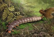 Палеоэкологическая реконструкция Sinojapyx giganteus.