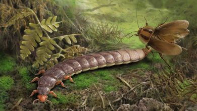 Палеоэкологическая реконструкция Sinojapyx giganteus.
