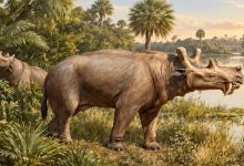 Уинтатерии — одни из самых узнаваемых существ палеогеновой эпохи